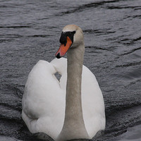 Buy canvas prints of Swan on River by Linda Brown