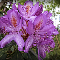 Buy canvas prints of Rhodo by Rod Ohlsson