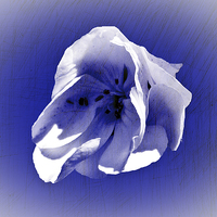 Buy canvas prints of White petal on blue by Rod Ohlsson