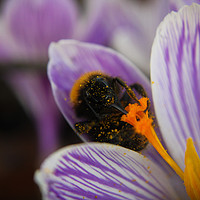 Buy canvas prints of Sprig Bee In Action by Loren Robbins