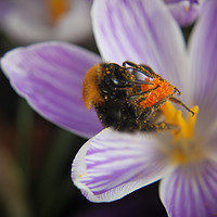 Buy canvas prints of Spring Bee by Loren Robbins