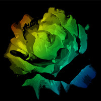 Buy canvas prints of Colourful Flower by Ade Robbins