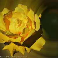 Buy canvas prints of Yellow Flower by Ade Robbins