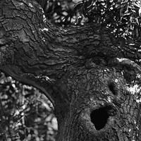 Buy canvas prints of Yawning Tree by Ade Robbins