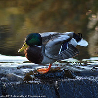 Buy canvas prints of Duck N Dive by Ade Robbins
