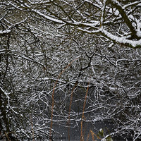 Buy canvas prints of Snowy branches by Ade Robbins