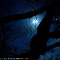 Buy canvas prints of Moonlight through the trees by Ade Robbins