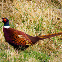 Buy canvas prints of Pheasant in the grassland by Claire McQueen