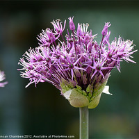 Buy canvas prints of Purple Allium by Duncan Chambers