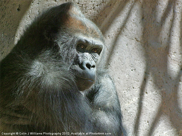 Male Silverback Gorilla Picture Board by Colin Williams Photography