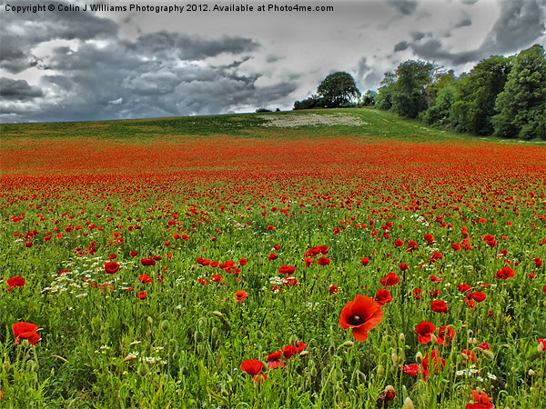 Poppy Field Near Henley Picture Board by Colin Williams Photography