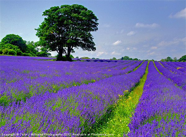 Mayfield Lavender Fields 2 Picture Board by Colin Williams Photography