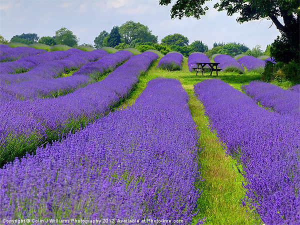 Mayfield Lavender Fields 1 Picture Board by Colin Williams Photography