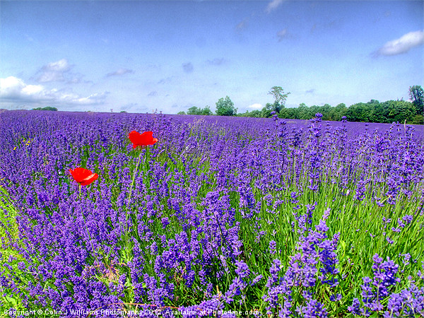 Mayfield Lavender Fields 3 Picture Board by Colin Williams Photography