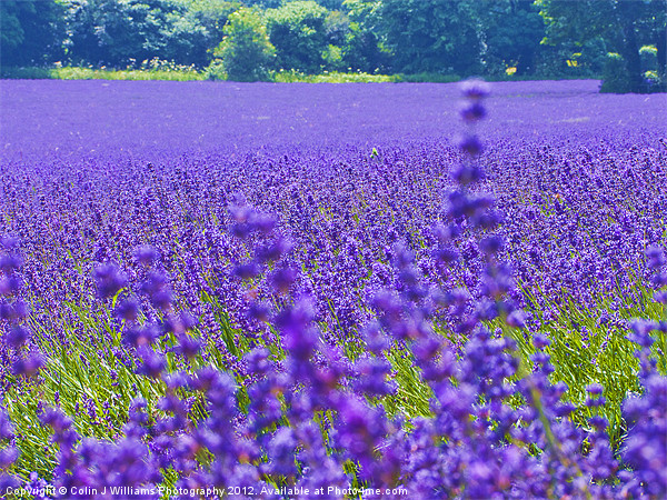 Mayfield Lavender Fields 4 Picture Board by Colin Williams Photography