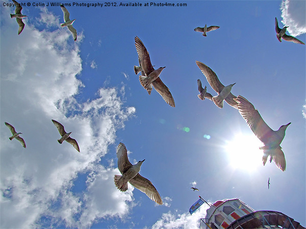 Brighton Seagulls Picture Board by Colin Williams Photography