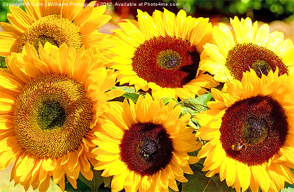 A Vase Of Sunflowers Picture Board by Colin Williams Photography