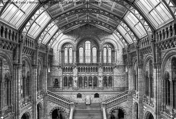 Natural History Museum - London Picture Board by Colin Williams Photography