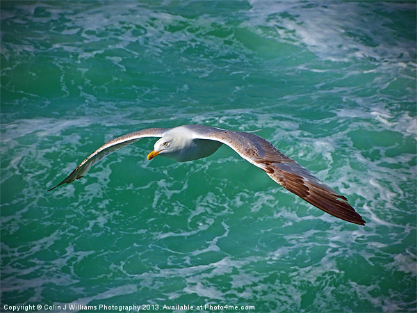 Seagull Brighton Picture Board by Colin Williams Photography