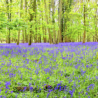 Buy canvas prints of Cotswold BlueBells by Colin Williams Photography