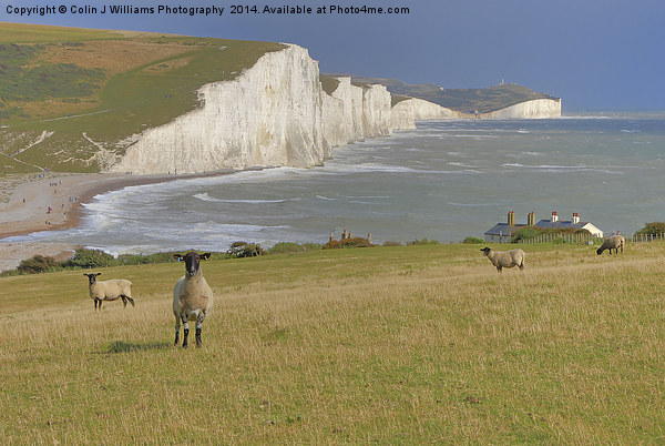  Sheep and the Seven Sisters Picture Board by Colin Williams Photography