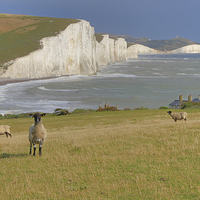 Buy canvas prints of  Sheep and the Seven Sisters by Colin Williams Photography