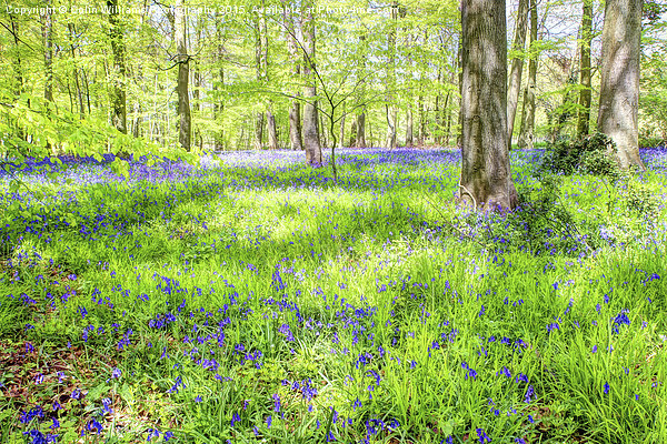  Bluebell Woodlands 1 Picture Board by Colin Williams Photography