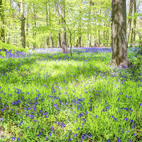 Buy canvas prints of  Bluebell Woodlands 1 by Colin Williams Photography