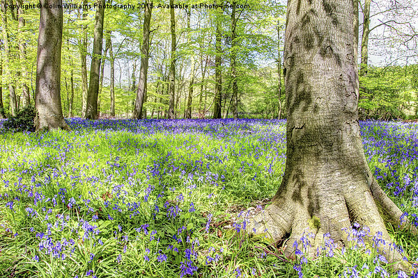  Bluebell Woodlands 2 Picture Board by Colin Williams Photography