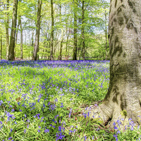 Buy canvas prints of  Bluebell Woodlands 2 by Colin Williams Photography