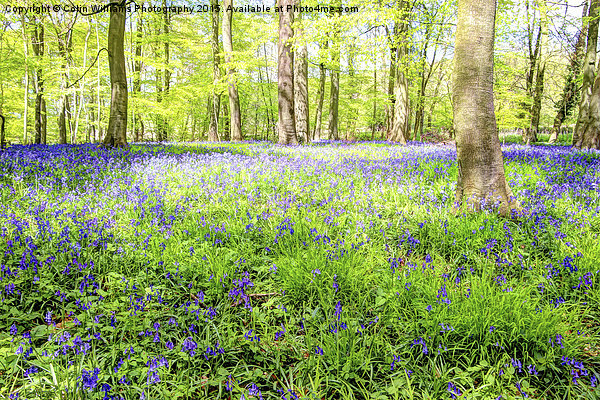  Bluebell Woodlands 3 Picture Board by Colin Williams Photography