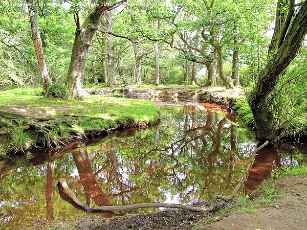  New Forest Stream Picture Board by Colin Williams Photography