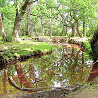Buy canvas prints of  New Forest Stream by Colin Williams Photography