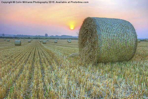   Bales at Sunset 2 Picture Board by Colin Williams Photography