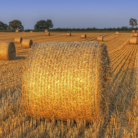 Buy canvas prints of  Bales at Sunset 4 by Colin Williams Photography
