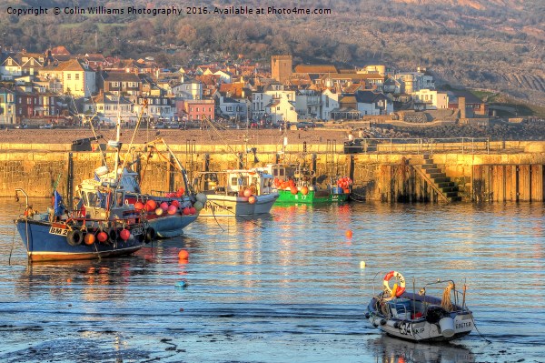 Lyme Regis Harbour  Picture Board by Colin Williams Photography