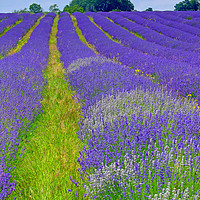 Buy canvas prints of Mayfield Lavender Fields 5 by Colin Williams Photography