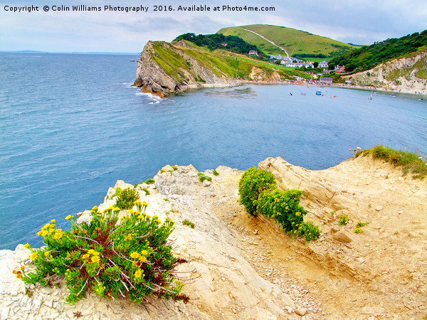 Lulworth Cove Dorset Picture Board by Colin Williams Photography