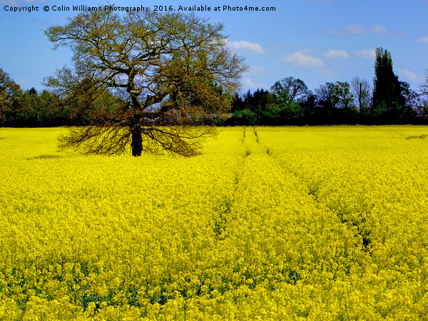 Mellow Yellow oilseed rape Picture Board by Colin Williams Photography
