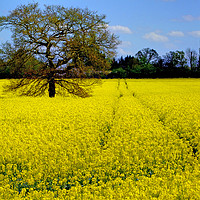 Buy canvas prints of Mellow Yellow oilseed rape by Colin Williams Photography