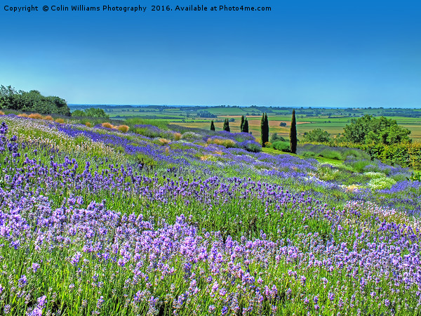 Yorkshire Lavender Picture Board by Colin Williams Photography