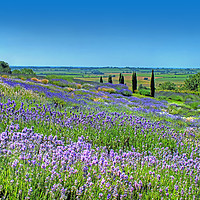 Buy canvas prints of Yorkshire Lavender by Colin Williams Photography