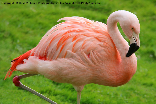 Pink Flamingo Picture Board by Colin Williams Photography