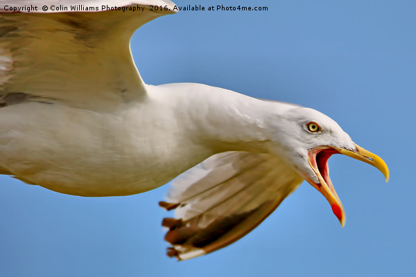 Seagull in Flight  Picture Board by Colin Williams Photography