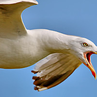 Buy canvas prints of Seagull in Flight  by Colin Williams Photography