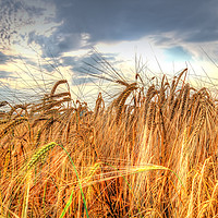 Buy canvas prints of Winter Barley 1 by Colin Williams Photography