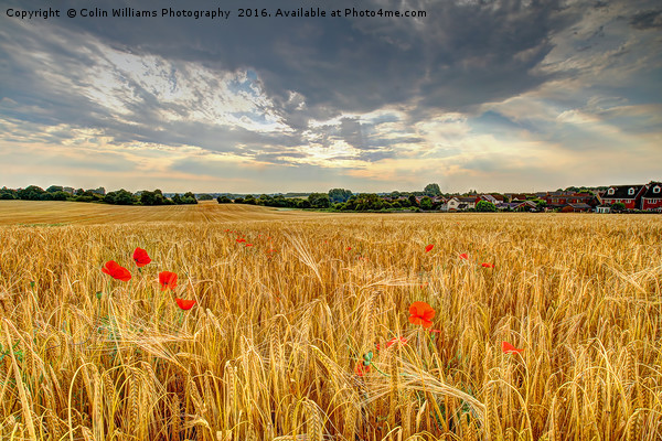 Winter Barley 2 Picture Board by Colin Williams Photography