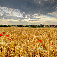 Buy canvas prints of Winter Barley 2 by Colin Williams Photography