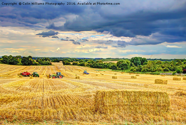 Creating Straw Bales After Harvest Of  Barley Picture Board by Colin Williams Photography