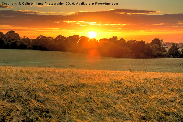 Sunrise over A Field of Winter Barley Picture Board by Colin Williams Photography